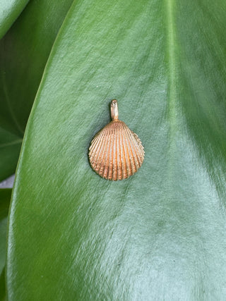 Front view of a gold seashell pendant on a green leaf.