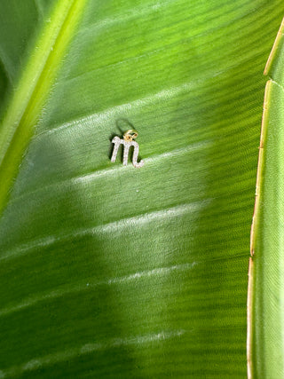 14k gold diamond Scorpio symbol charm displayed on a bright green leaf.